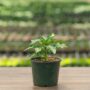 Pepper – Red Bull – 6.5″ Pot